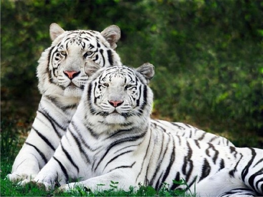 How They Live - The White Tiger